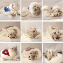 Pet Cloak - Frozen - J & J Pet Club - DR