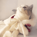 Pet Cloak - Frozen - J & J Pet Club - DR