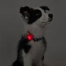 Pet Safety Night Light - J & J Pet Club - Pidan