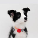 Pet Safety Night Light - J & J Pet Club - Pidan