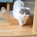 Plazy Play Platform - J & J Pet Club - Instachew