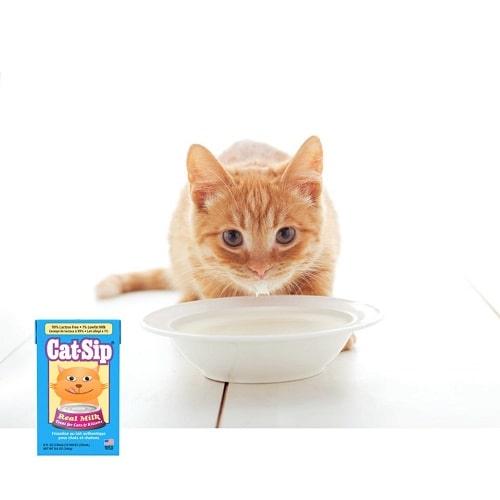 Real Milk Treat For Cats & Kittens - Cat.Sip - 8 oz - J & J Pet Club - PetAg