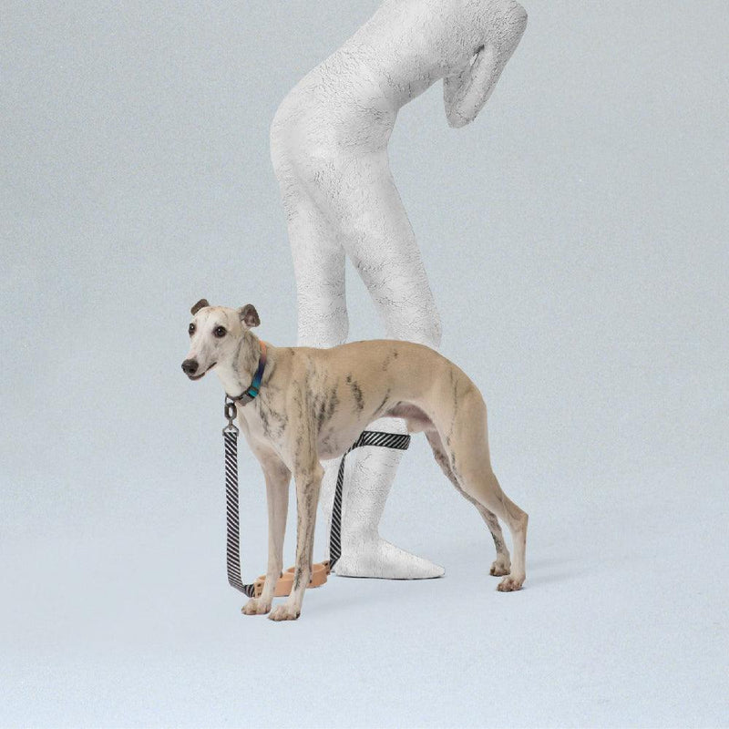 Shock Absorbing Dog Leash - Round Shaped - J & J Pet Club - Pidan