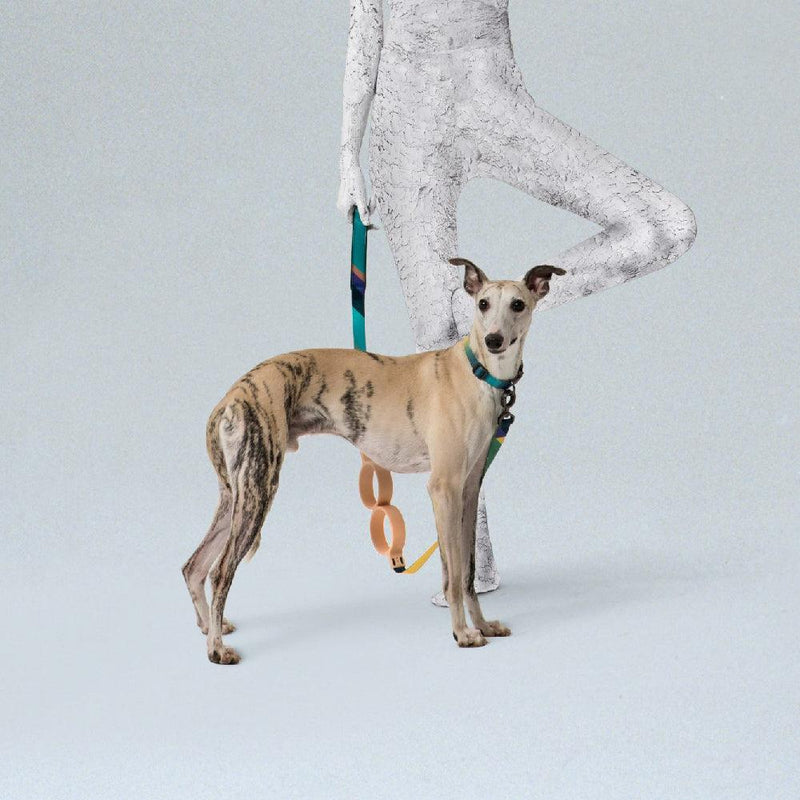 Shock Absorbing Dog Leash - Round Shaped - J & J Pet Club - Pidan