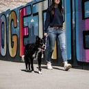 Step-in Harness, IKONIC COLLECTION - Disco 2 - J & J Pet Club - Woof Concept