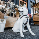 Step-in Harness, IKONIC COLLECTION - Koi - J & J Pet Club - Woof Concept