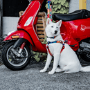 Step-in Harness, IKONIC COLLECTION - Polygon 2 - J & J Pet Club - Woof Concept