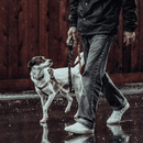 Step-In Harness, IKONIC COLLECTION - Sleestak X Woof Concept - J & J Pet Club - Woof Concept