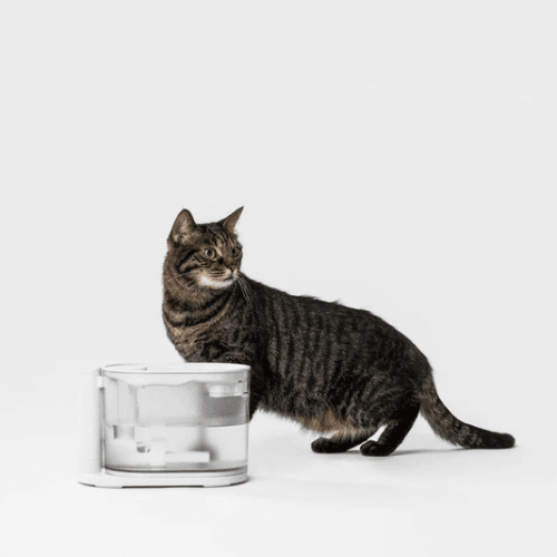 Water Fountain for Cats with Water Temperature Control 2.0, US/CA VERSION - J & J Pet Club - Pidan