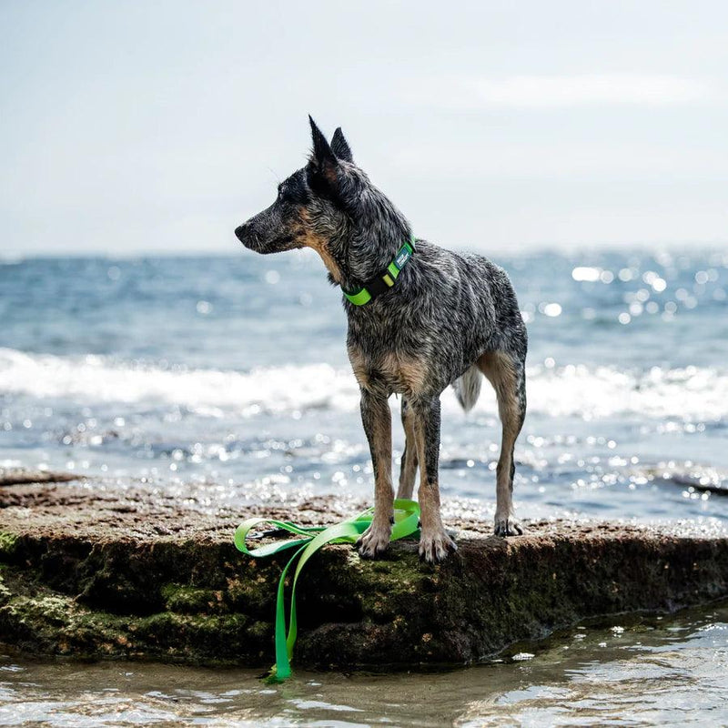 Waterproof Dog Collar - AQUA COLLECTION - Lime Margarita - J & J Pet Club - Woof Concept