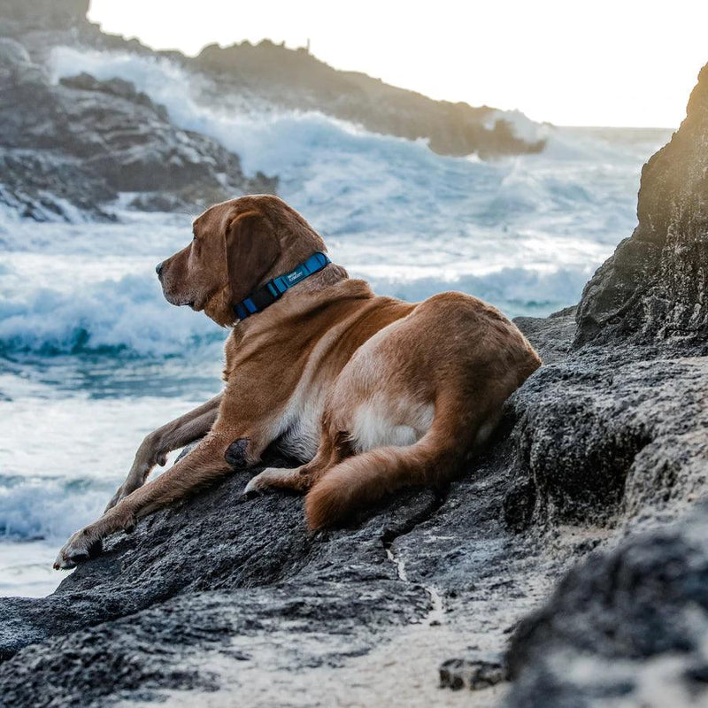 Waterproof Dog Leash - AQUA COLLECTION - Blue Hawaiian - J & J Pet Club - Woof Concept
