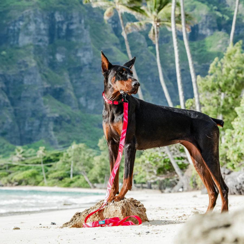 Waterproof Dog Leash - AQUA COLLECTION - Cosmopolitan - J & J Pet Club - Woof Concept