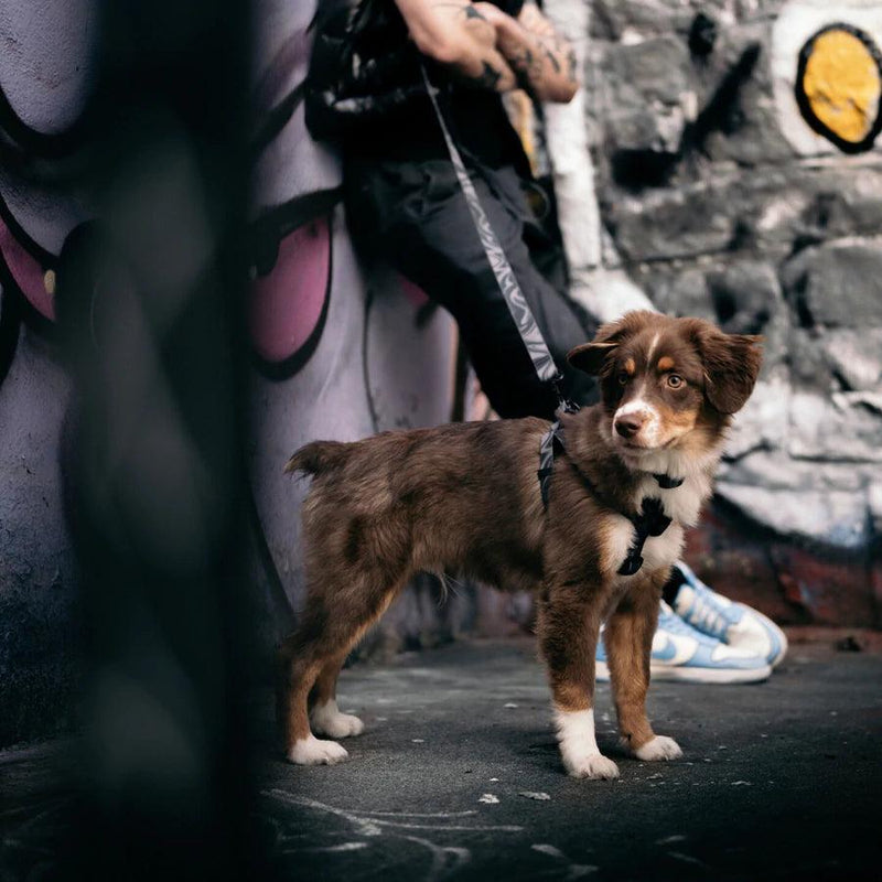 Waterproof Dog Leash - AQUA COLLECTION - Dark 'N' Stormy 2 - J & J Pet Club - Woof Concept