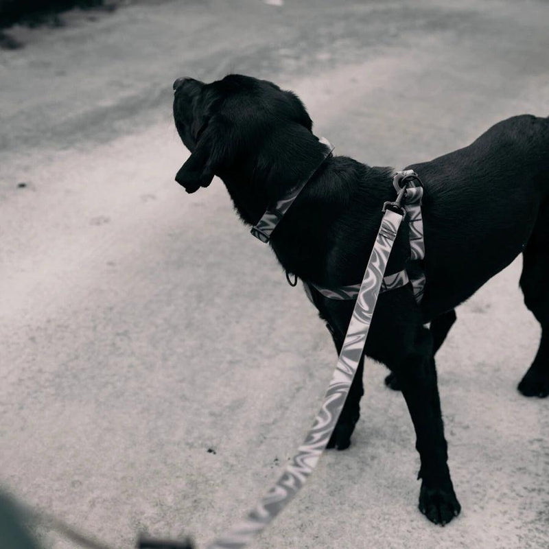 Waterproof Dog Leash - AQUA COLLECTION - Dark 'N' Stormy 2 - J & J Pet Club - Woof Concept