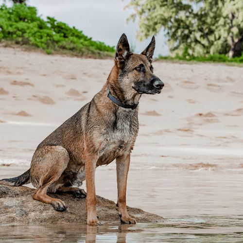 Waterproof Dog Leash - AQUA COLLECTION - Dark 'N' Stormy - J & J Pet Club - Woof Concept