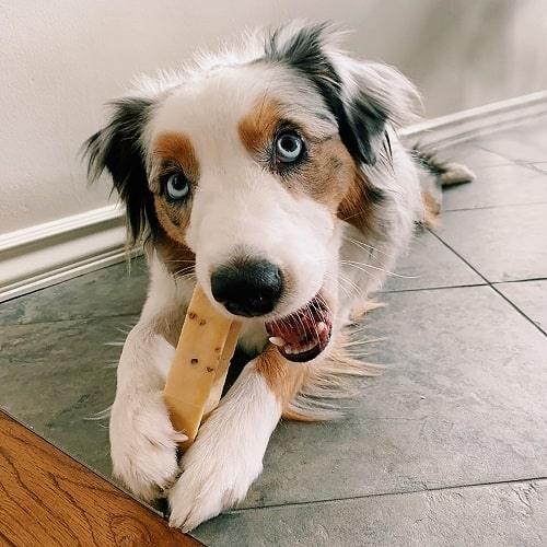 Yak Cheese Dog Chew - Peanut Butter - J & J Pet Club - HIMALAYAN PET SUPPLY