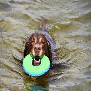 Zipflight Amphibious Floating Dog Toy - Small - J & J Pet Club - Chuckit!